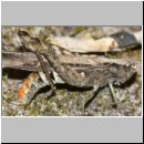 Chorthippus brunneus - Brauner Grashuepfer 13b bei der Eiablage.jpg